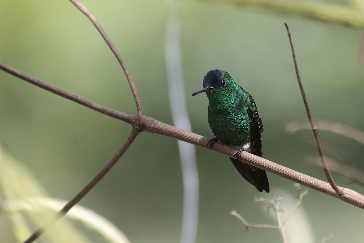 Indigo-capped Hummingbird - ML623355005