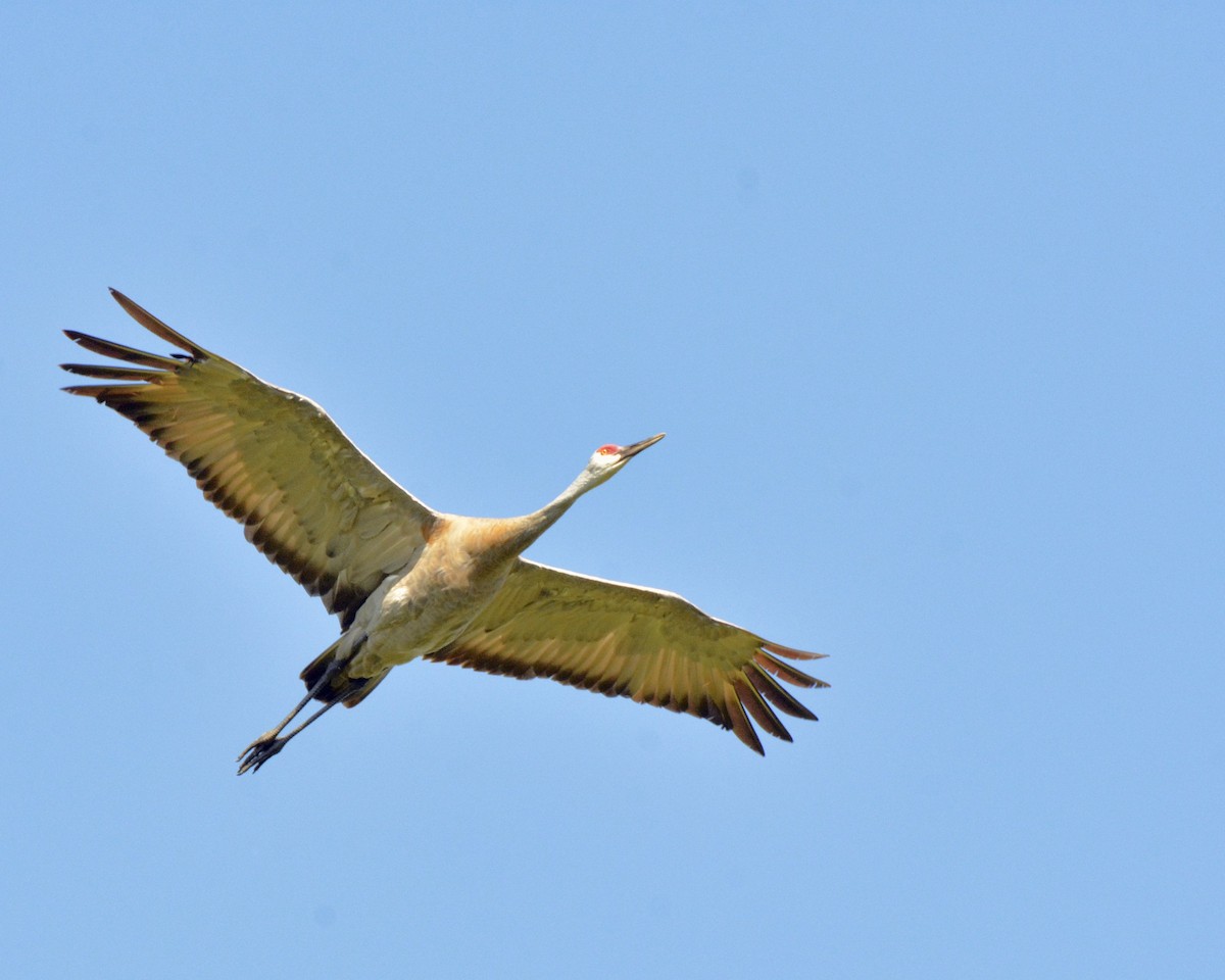 Sandhill Crane - ML623355006