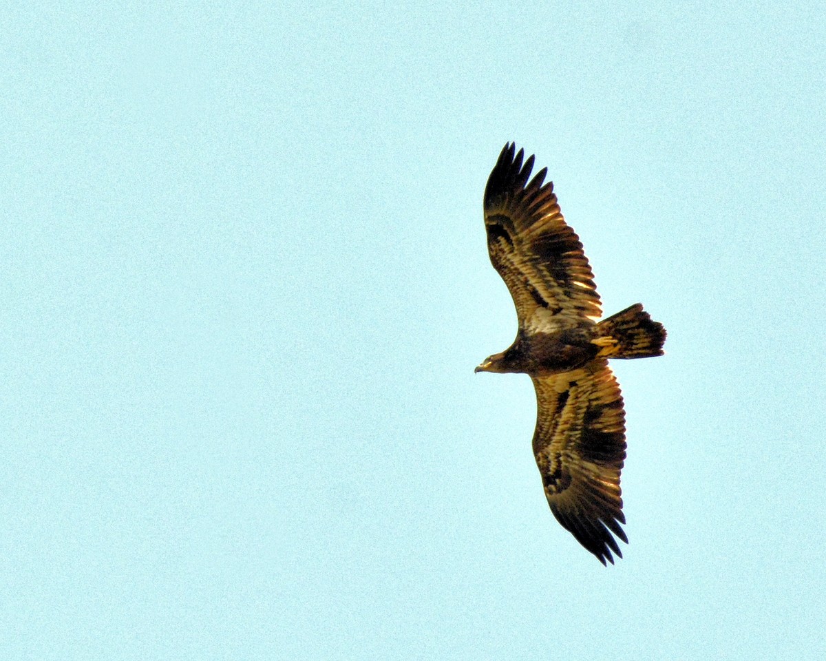 Bald Eagle - ML623355025