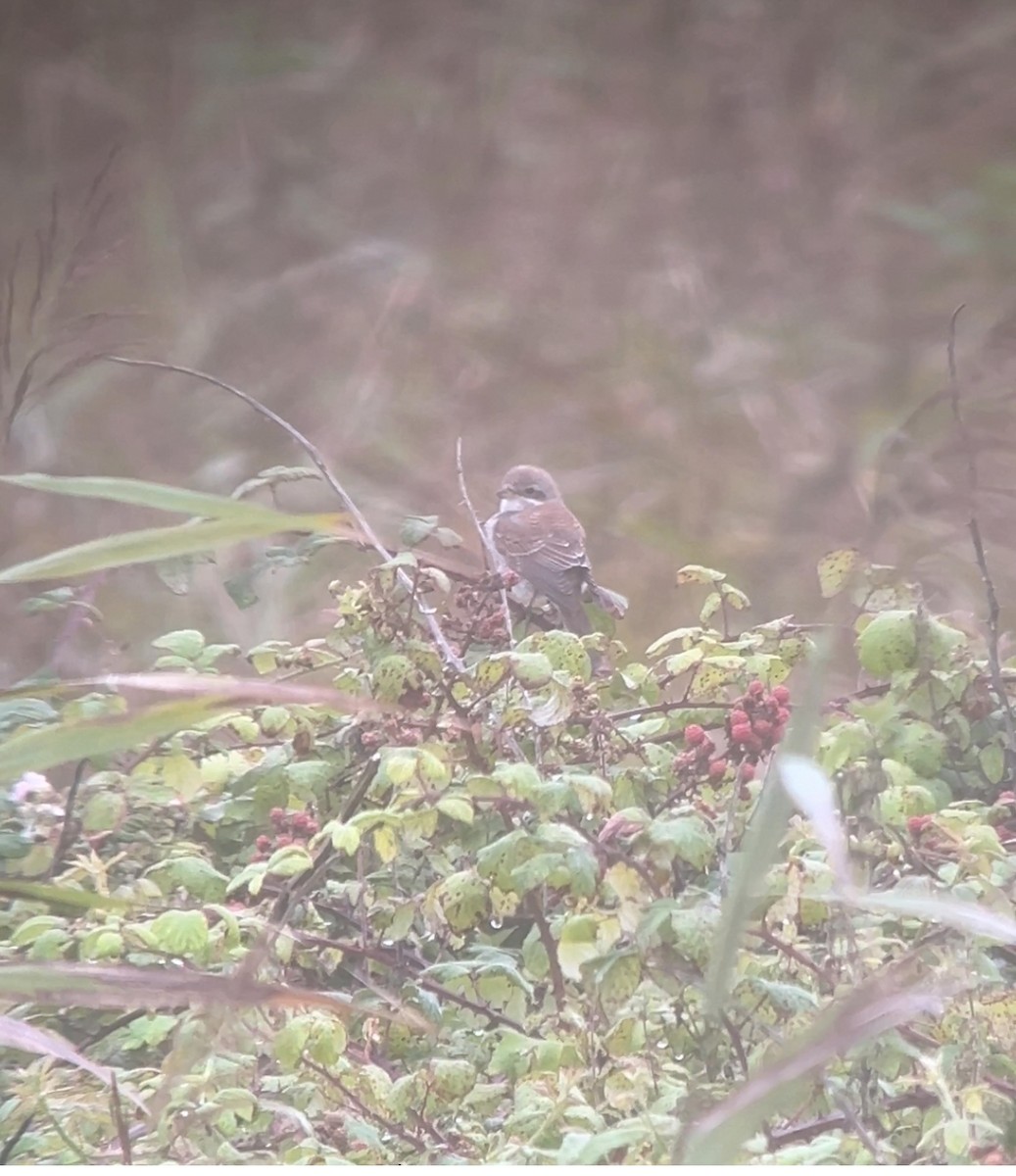 Red-backed Shrike - ML623355026