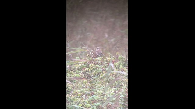 Antzandobi arrunta - ML623355027