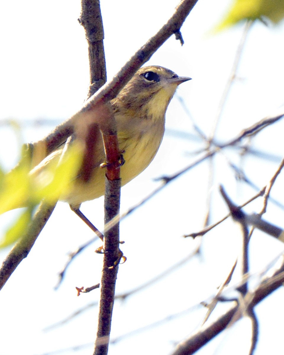 Palm Warbler - ML623355029