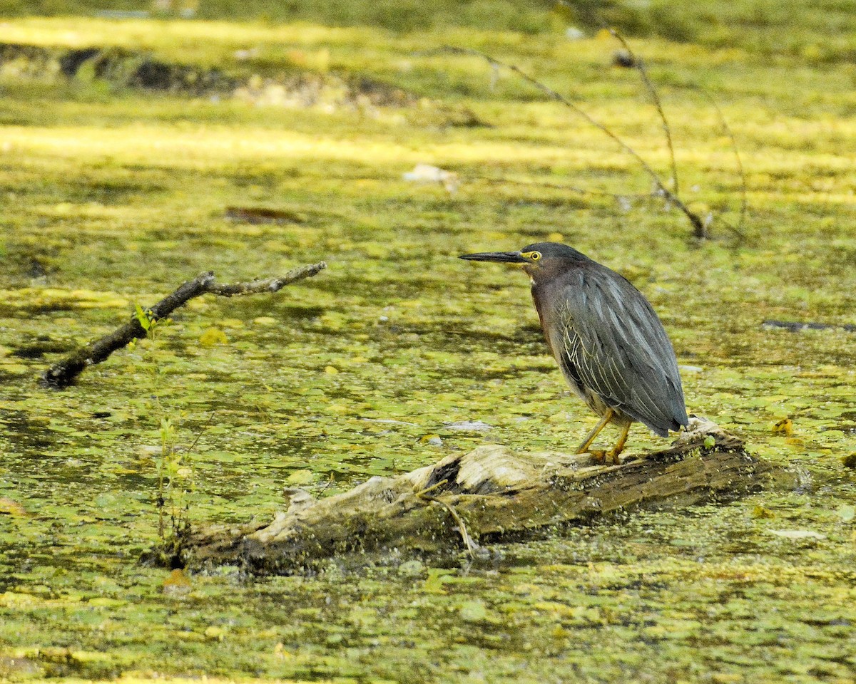 Green Heron - ML623355071