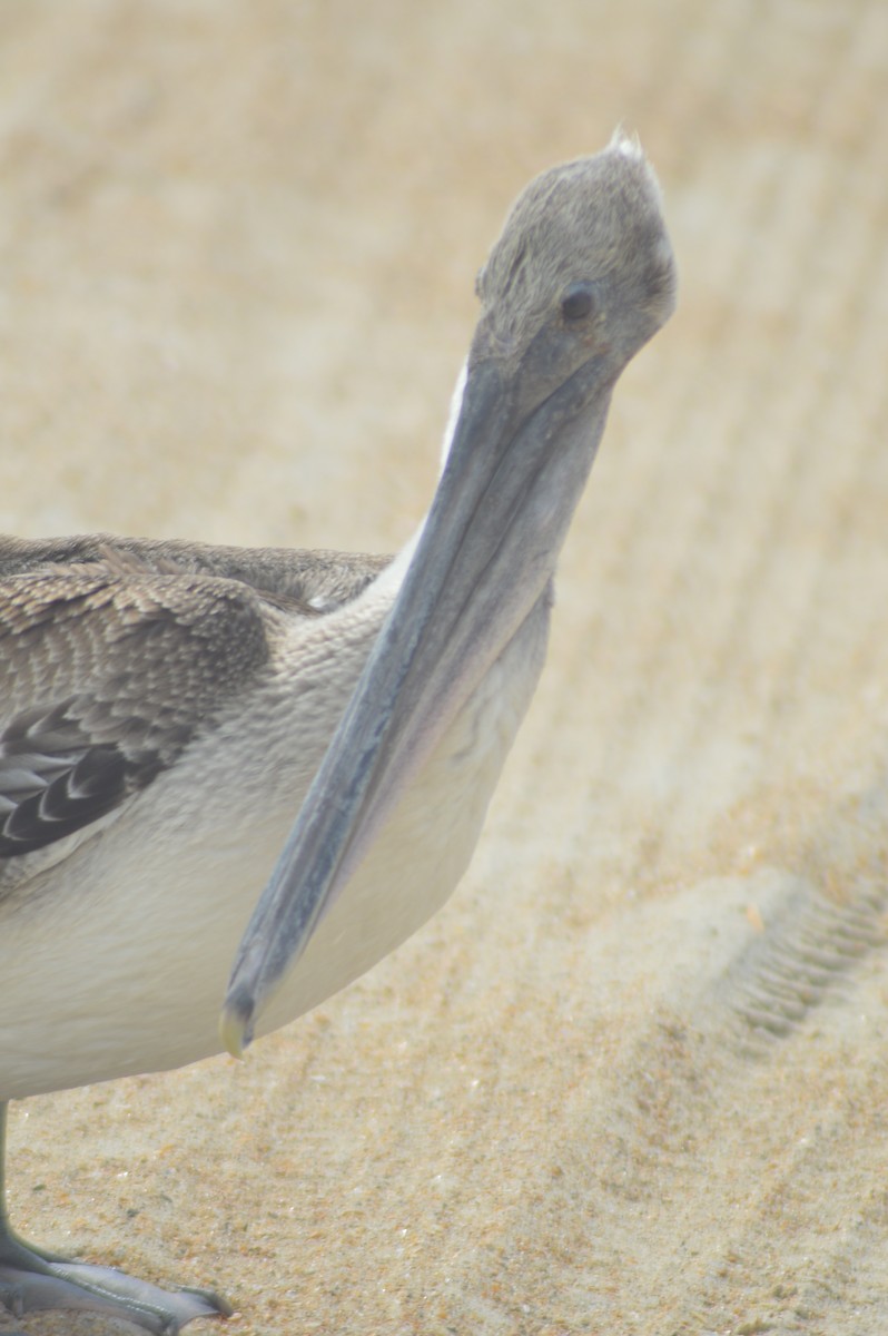 Brown Pelican - ML623355074