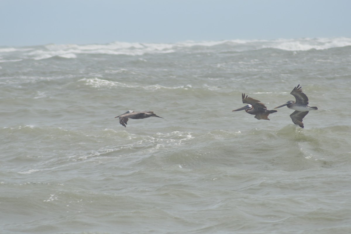 Brown Pelican - ML623355075