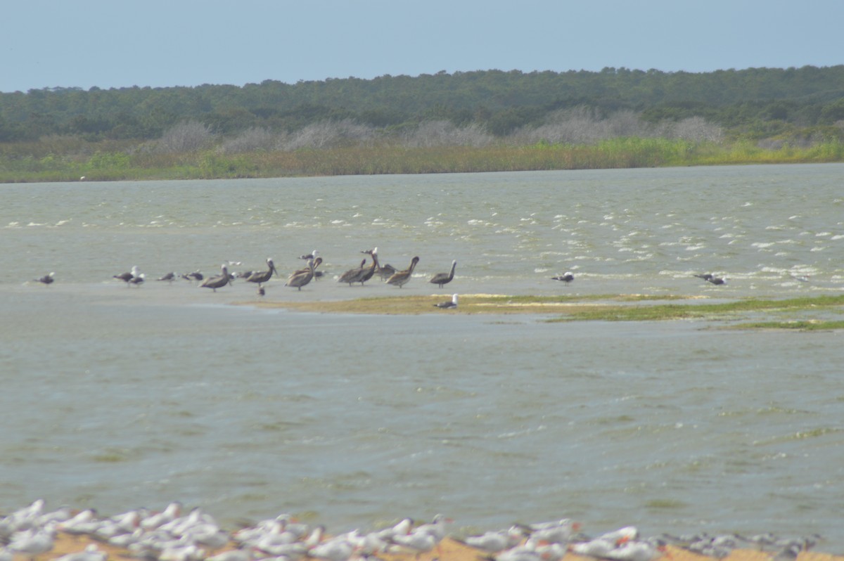 Brown Pelican - Aaron Bierly