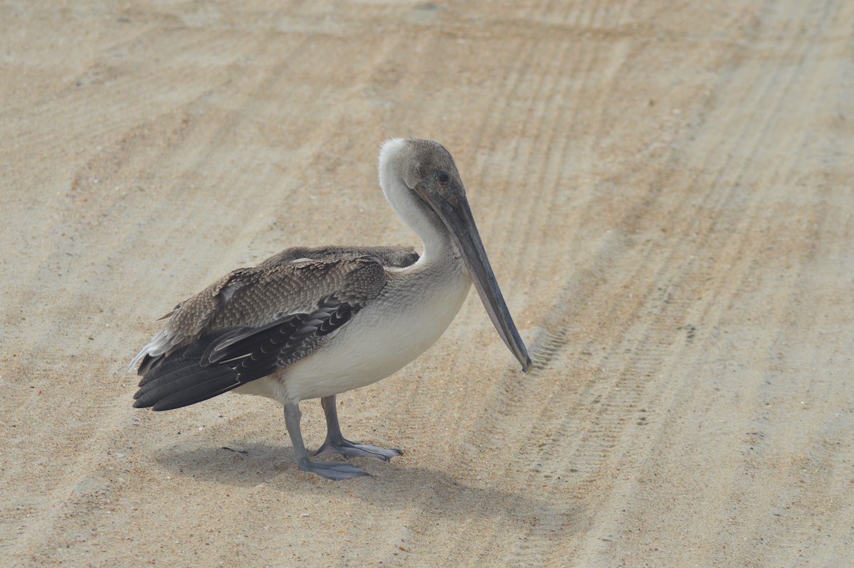 Brown Pelican - ML623355077