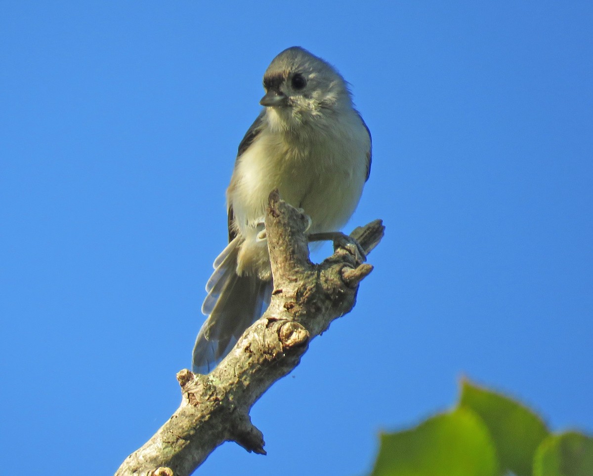 Tufted Titmouse - ML623355125