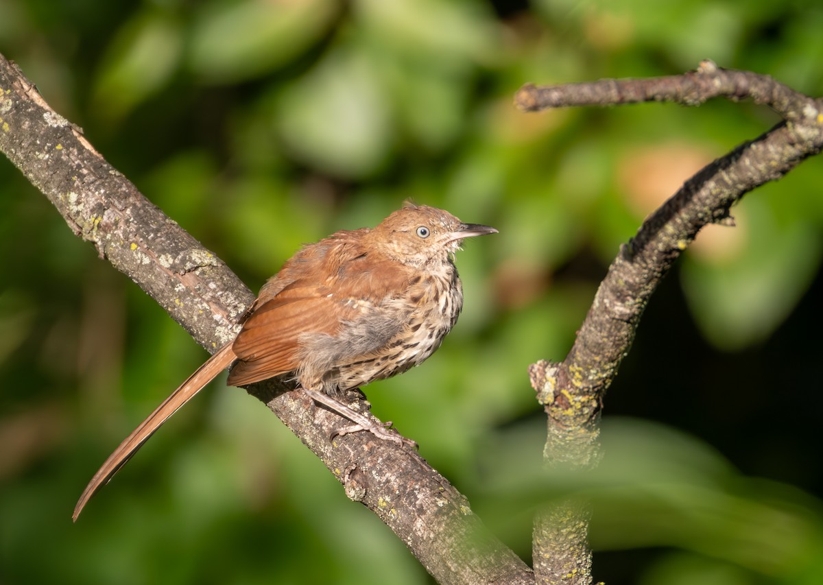 Brown Thrasher - ML623355126