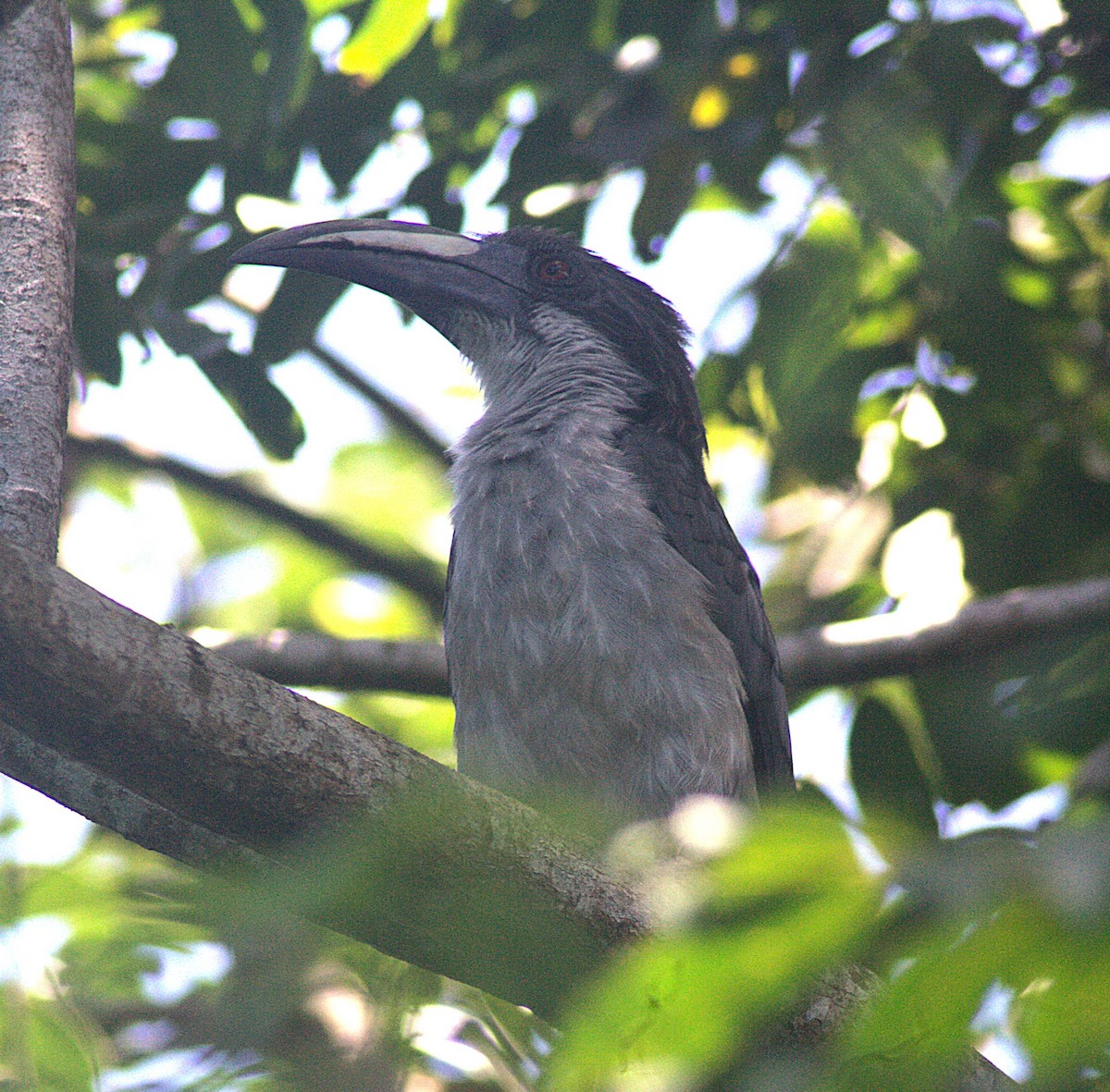 Sri Lanka Gray Hornbill - ML623355127