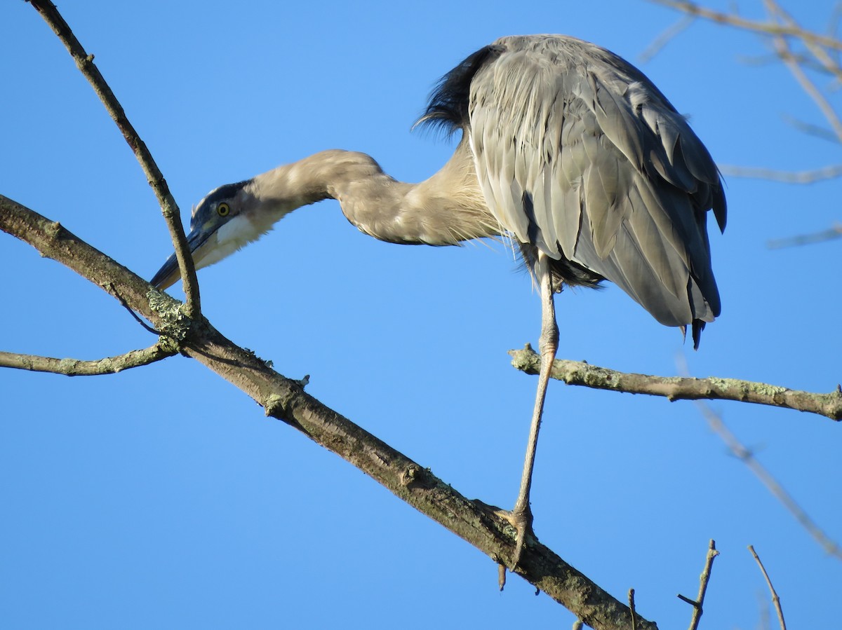 Great Blue Heron - ML623355133