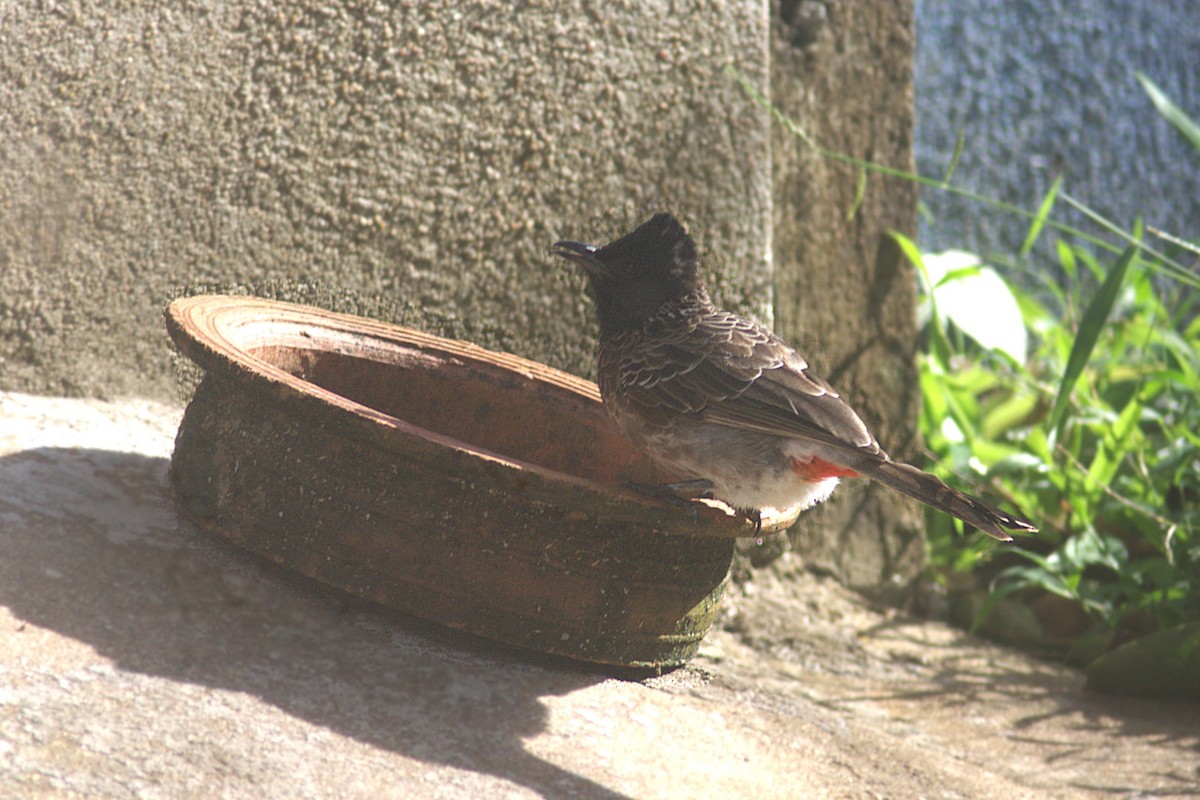 Red-vented Bulbul - ML623355182