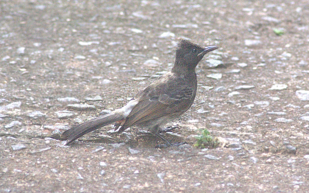 Red-vented Bulbul - ML623355184