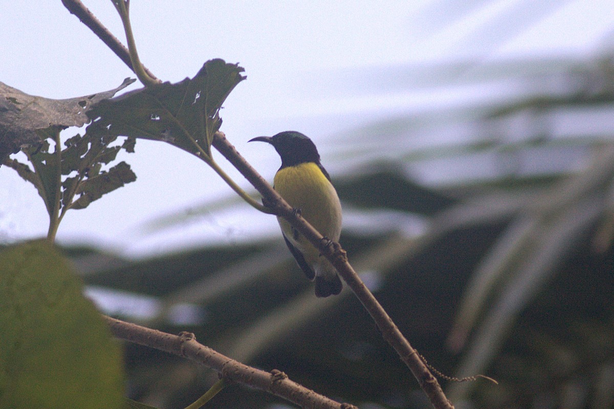 Purple-rumped Sunbird - ML623355186