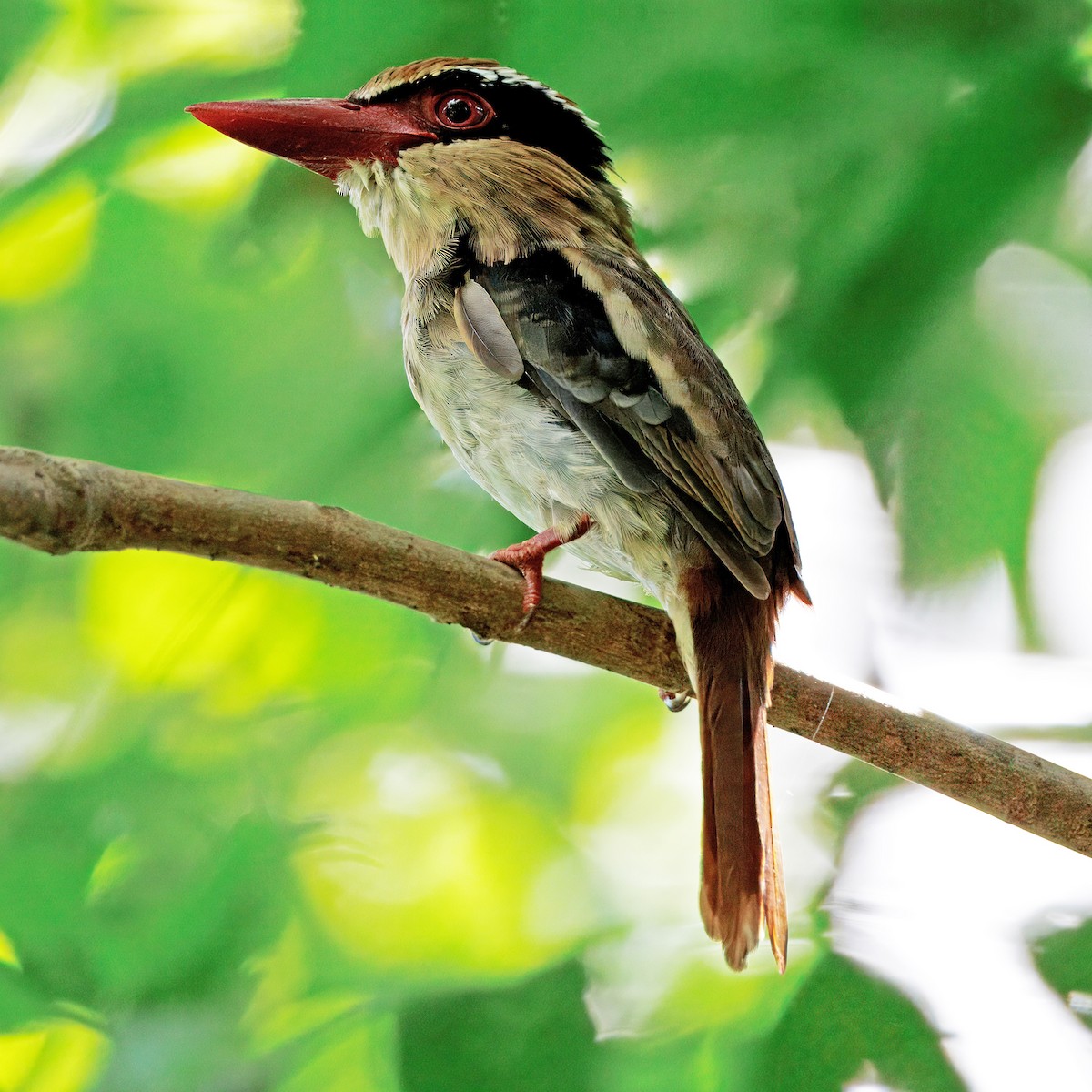 Sulawesi Lilac Kingfisher - ML623355212