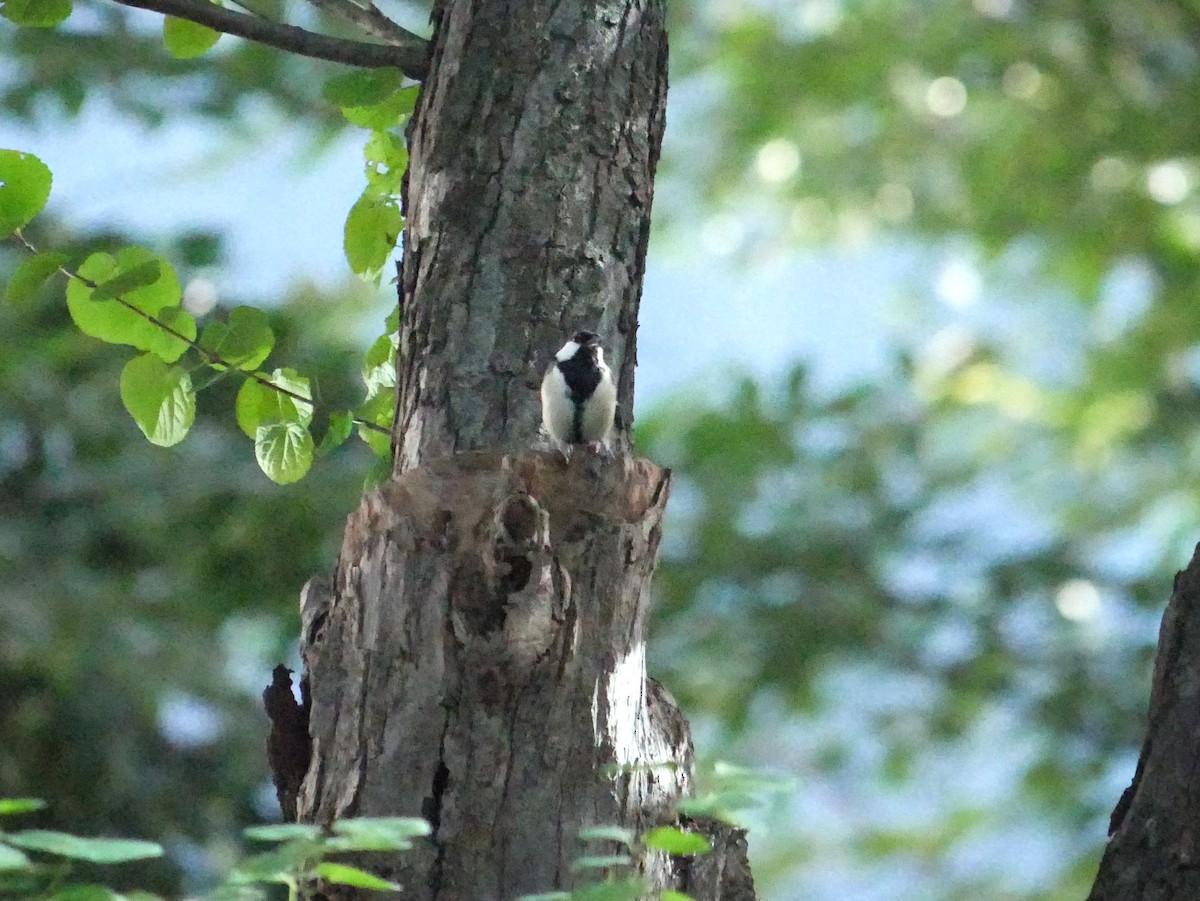 Japanese Tit - ML623355217