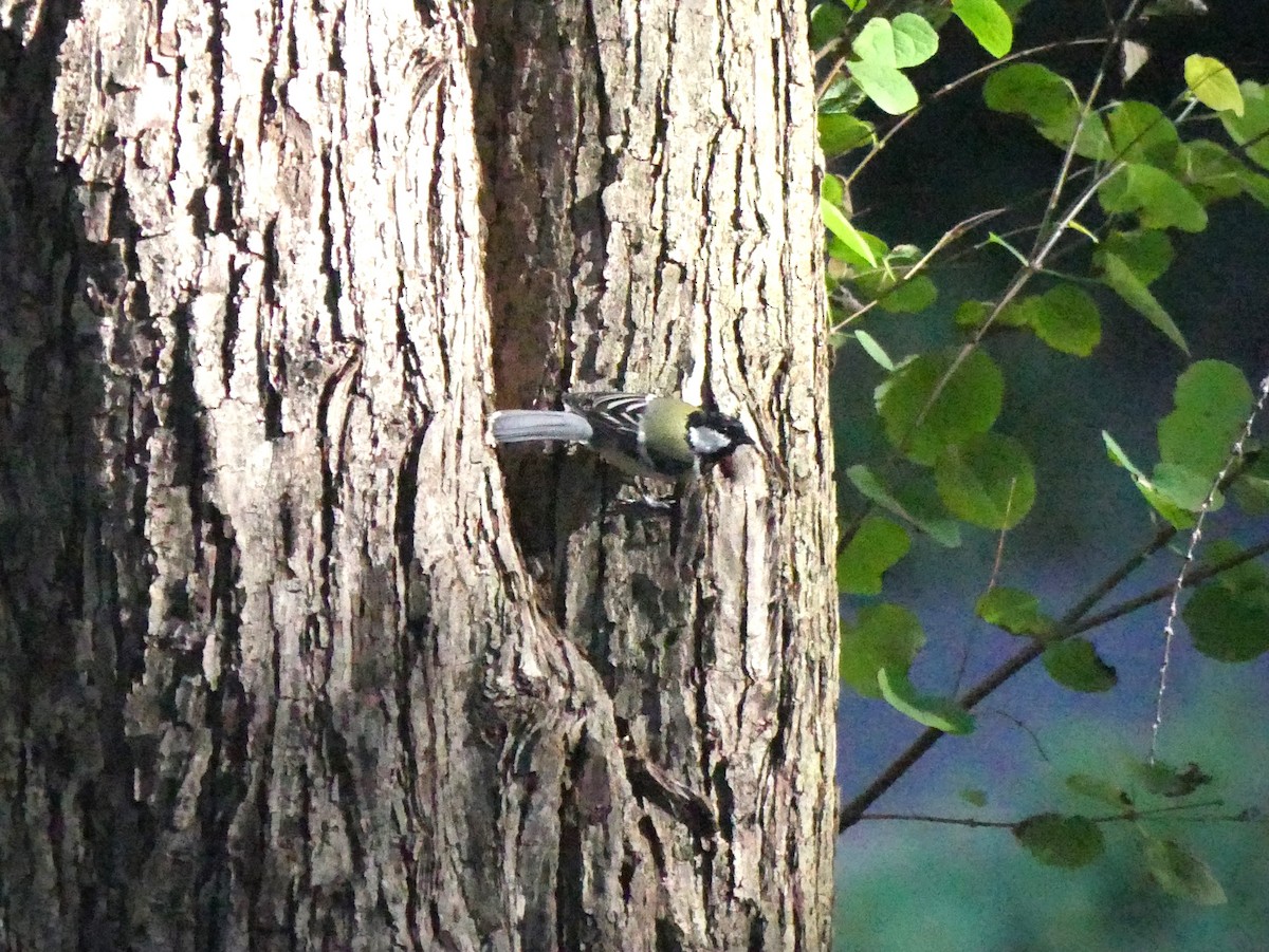 Japanese Tit - ML623355218