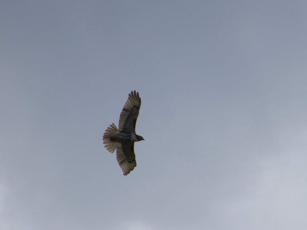 Red-tailed Hawk - ML623355219