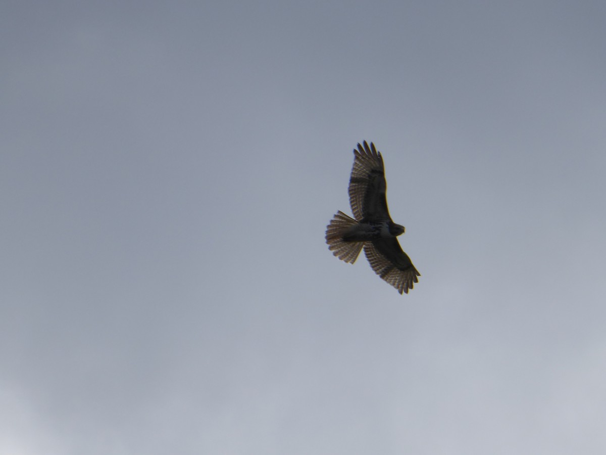 Red-tailed Hawk - ML623355220