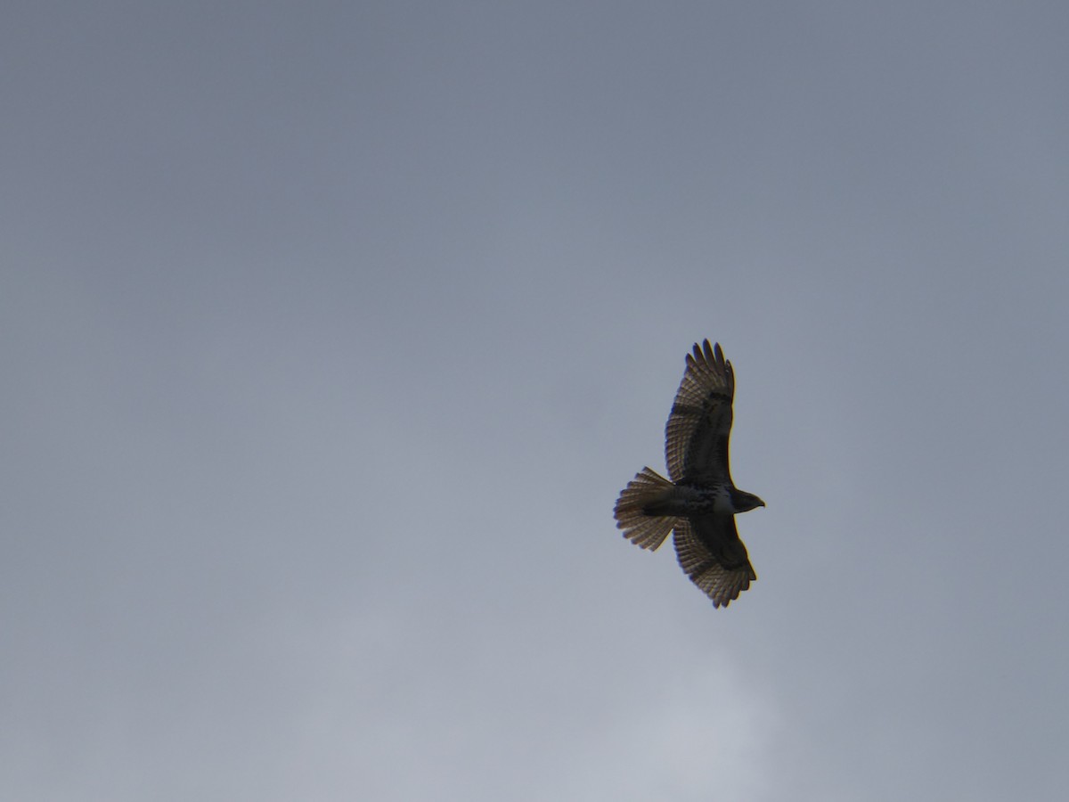 Red-tailed Hawk - ML623355223