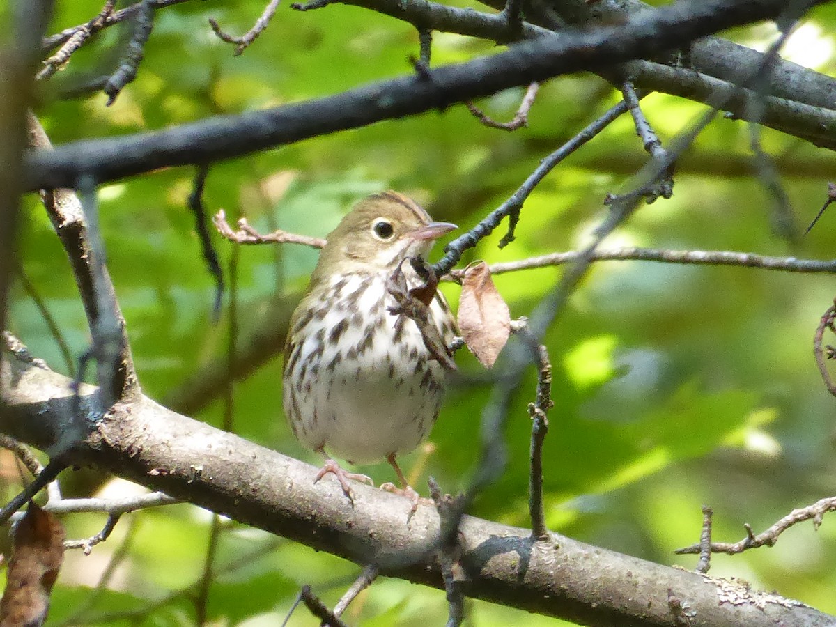 Ovenbird - M. Jordan