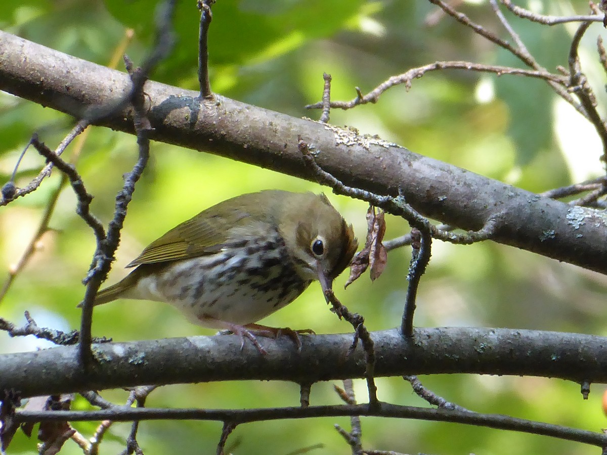 Ovenbird - M. Jordan