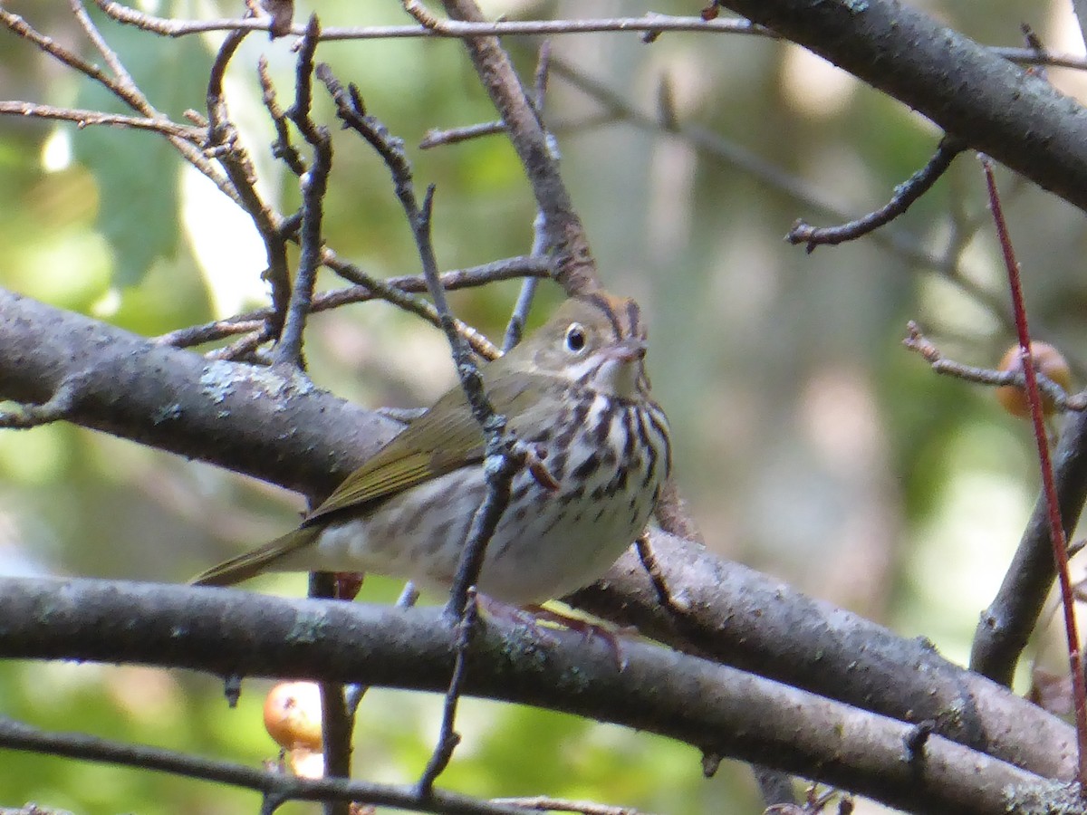 Ovenbird - ML623355268