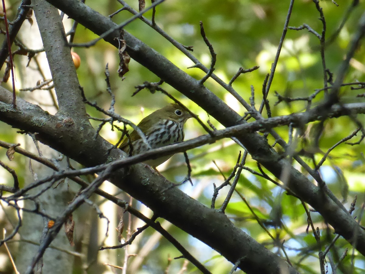 Ovenbird - ML623355286