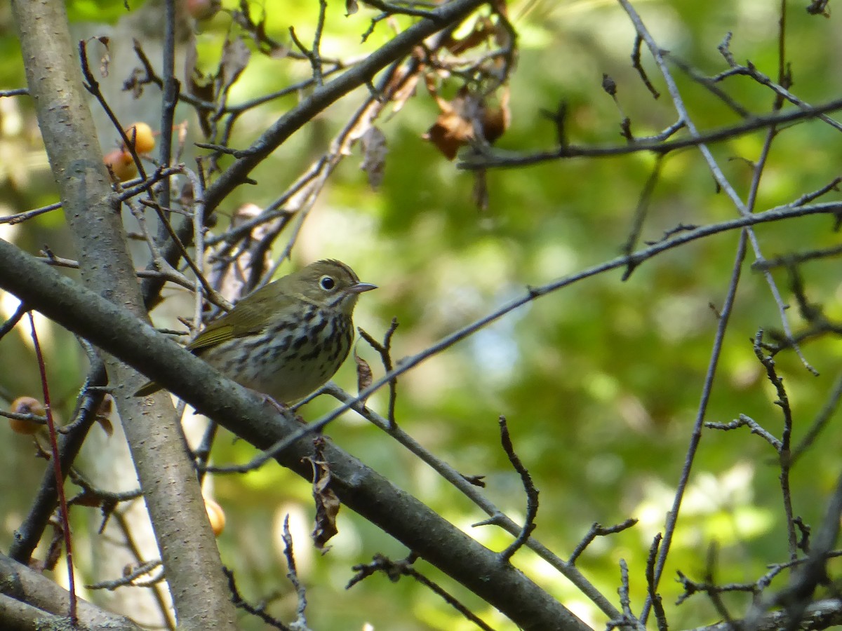 Ovenbird - ML623355296