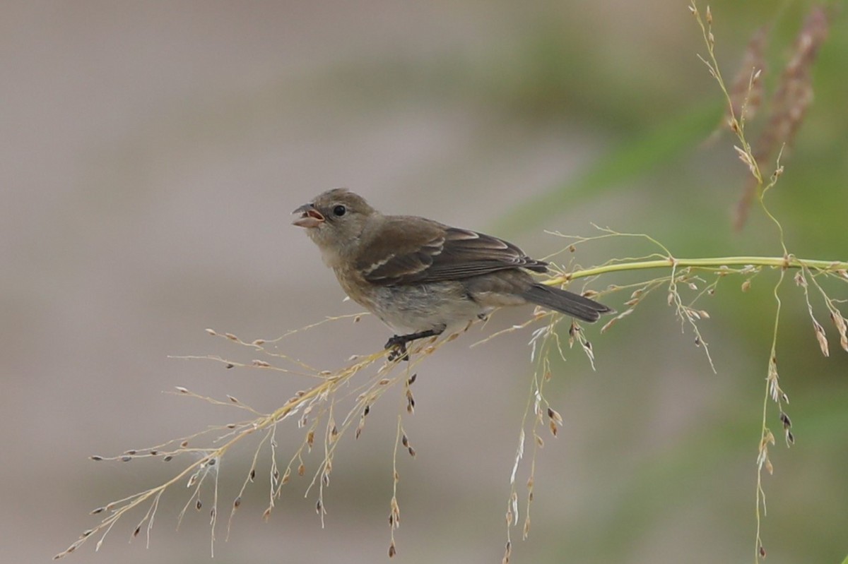 Passerin azuré ou P. indigo - ML623355333