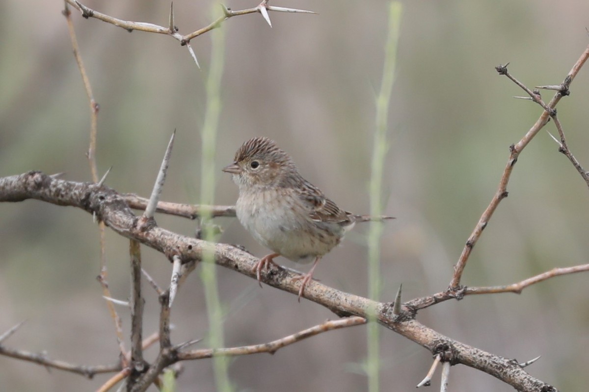 Cassin's Sparrow - ML623355350