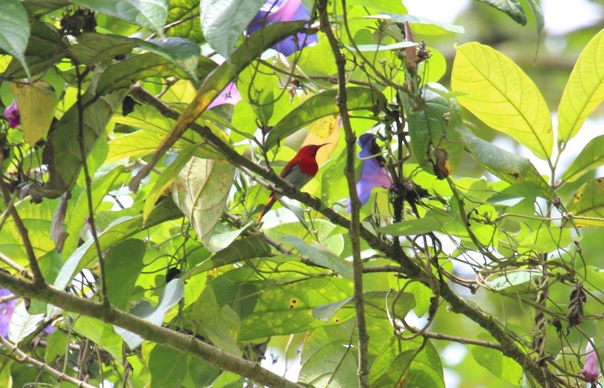 Temminck's Sunbird - ML623355383