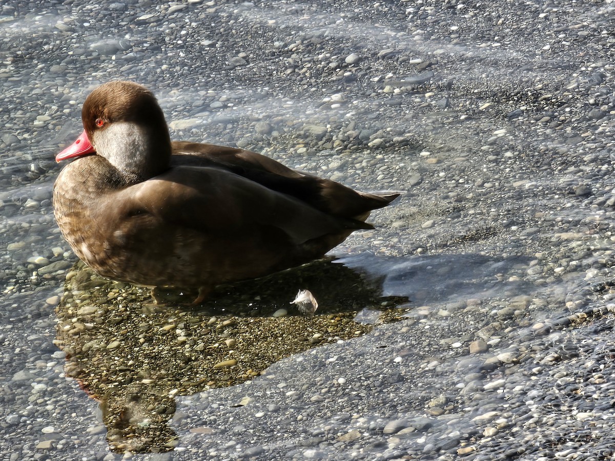 Red-crested Pochard - ML623355391