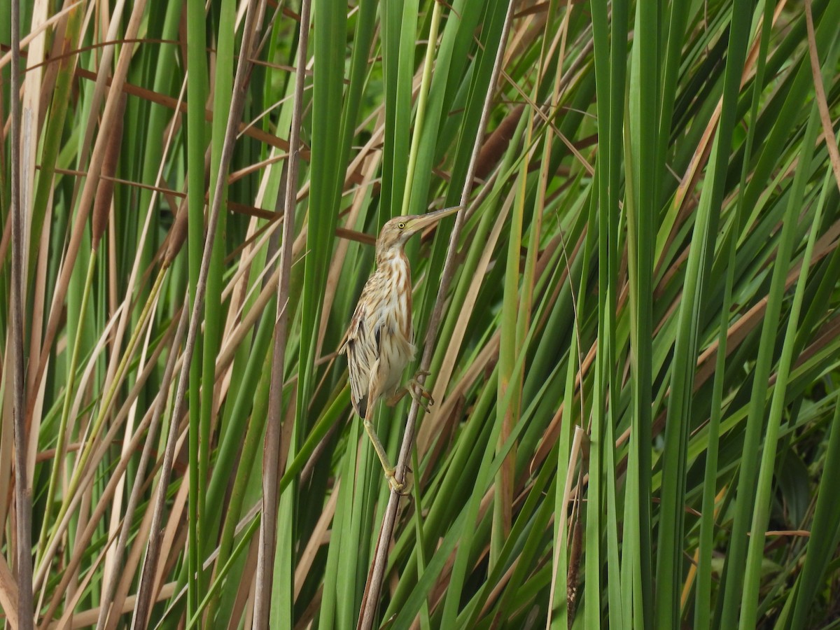 Yellow Bittern - ML623355433