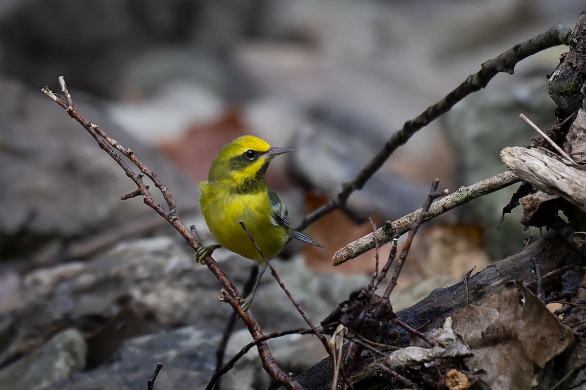 Lawrence's Warbler (hybrid) - ML623355486