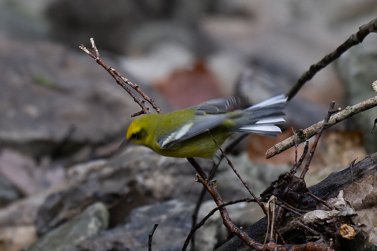 Lawrence's Warbler (hybrid) - ML623355488