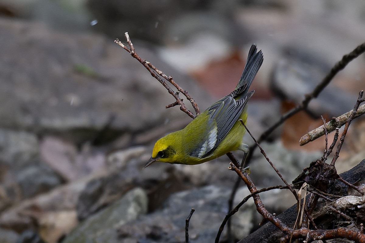 Lawrence's Warbler (hybrid) - ML623355490