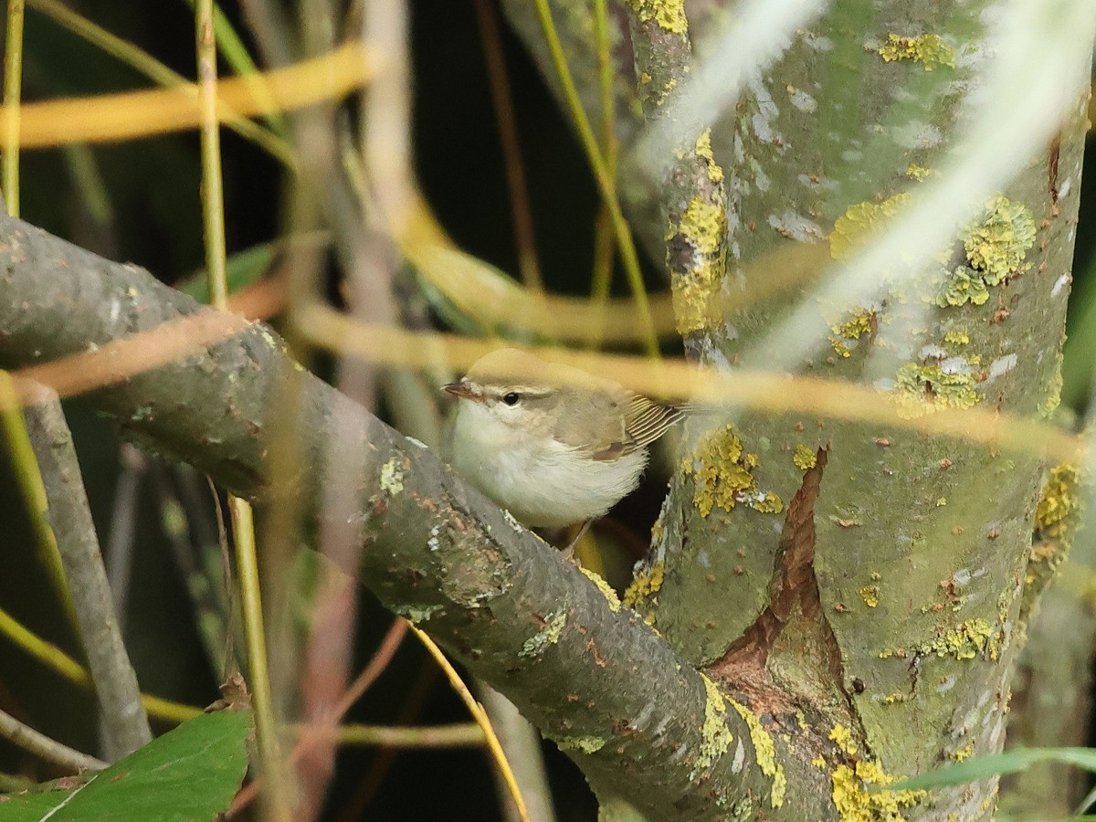 Greenish Warbler - ML623355560