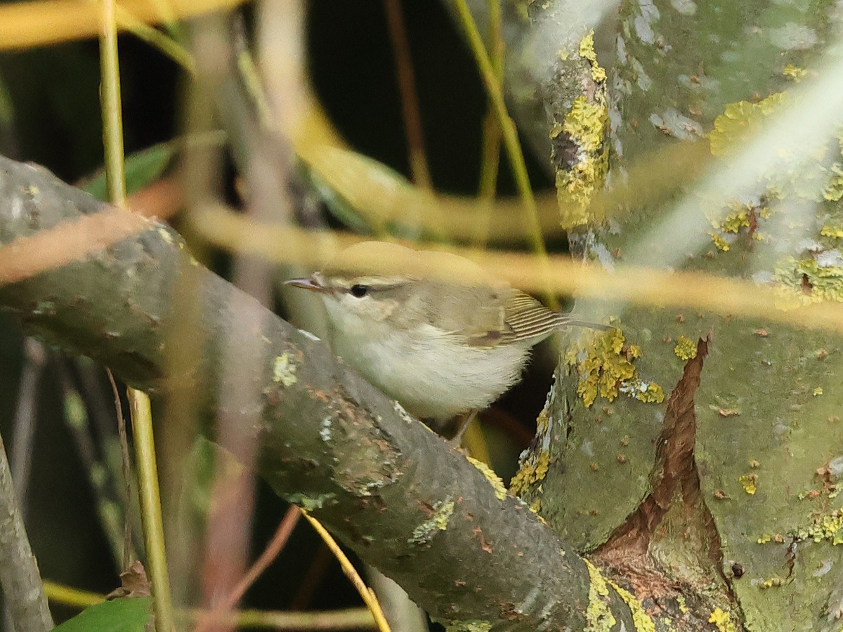 Greenish Warbler - ML623355561
