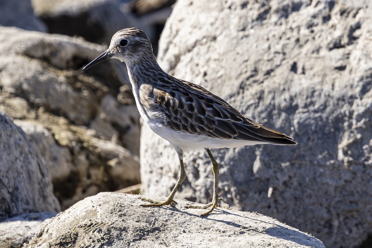 Least Sandpiper - ML623355567