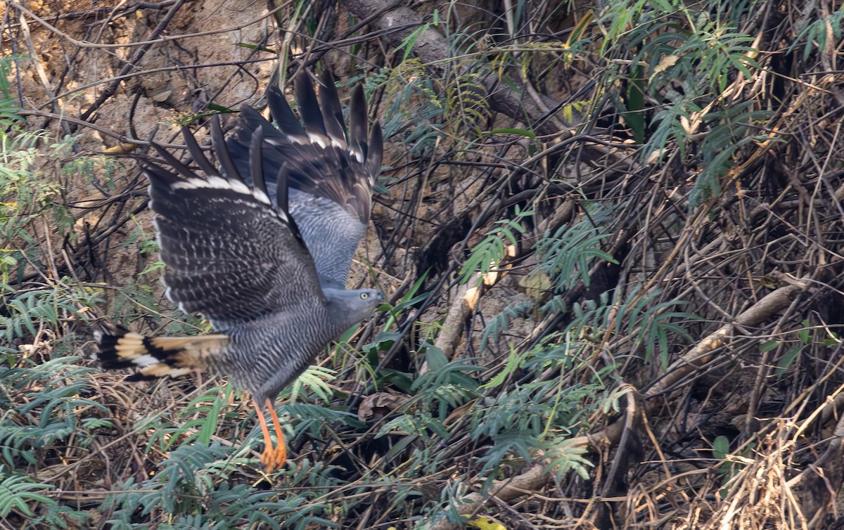 Azor Zancón (gracilis/flexipes) - ML623355576