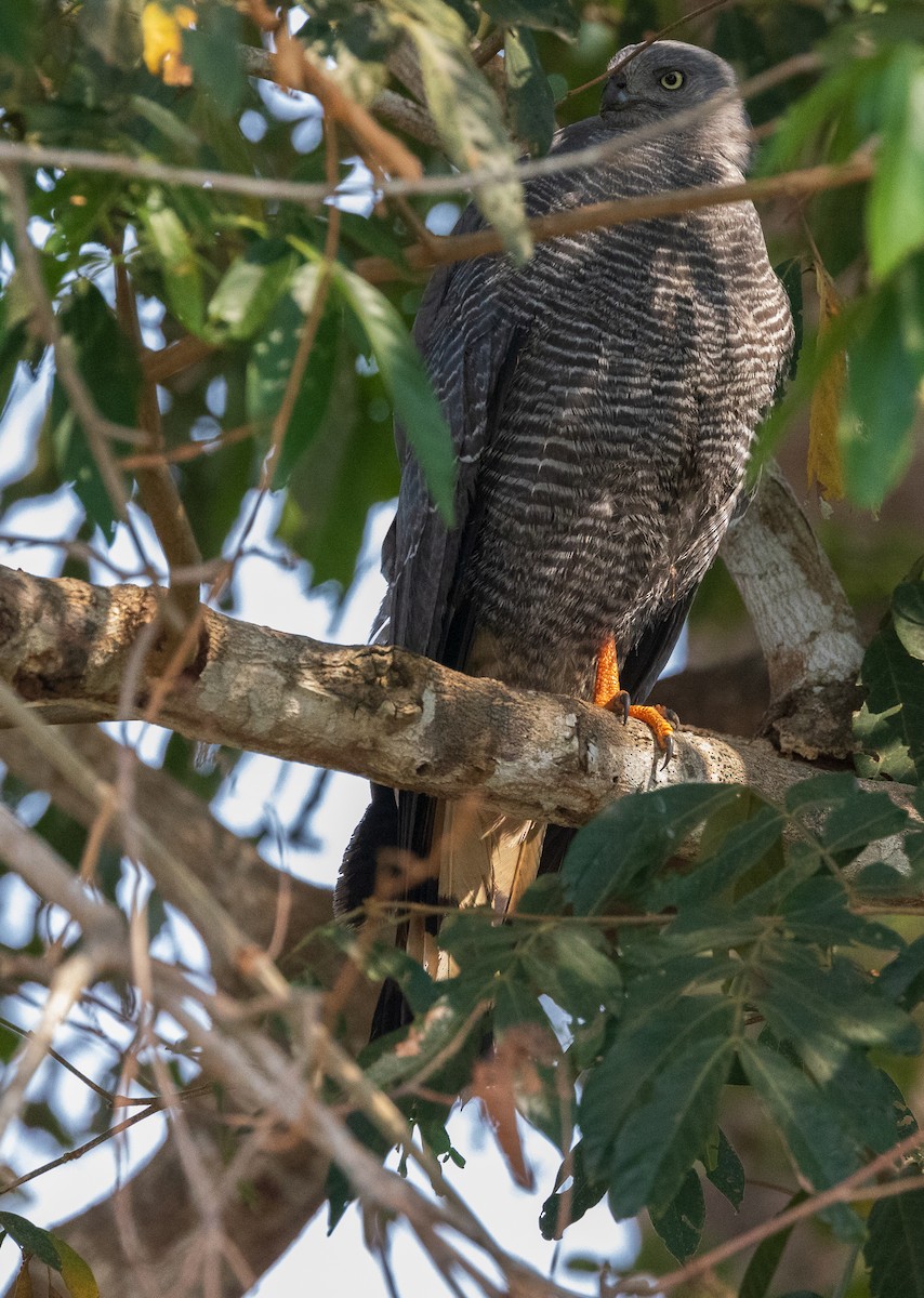 Azor Zancón (gracilis/flexipes) - ML623355579