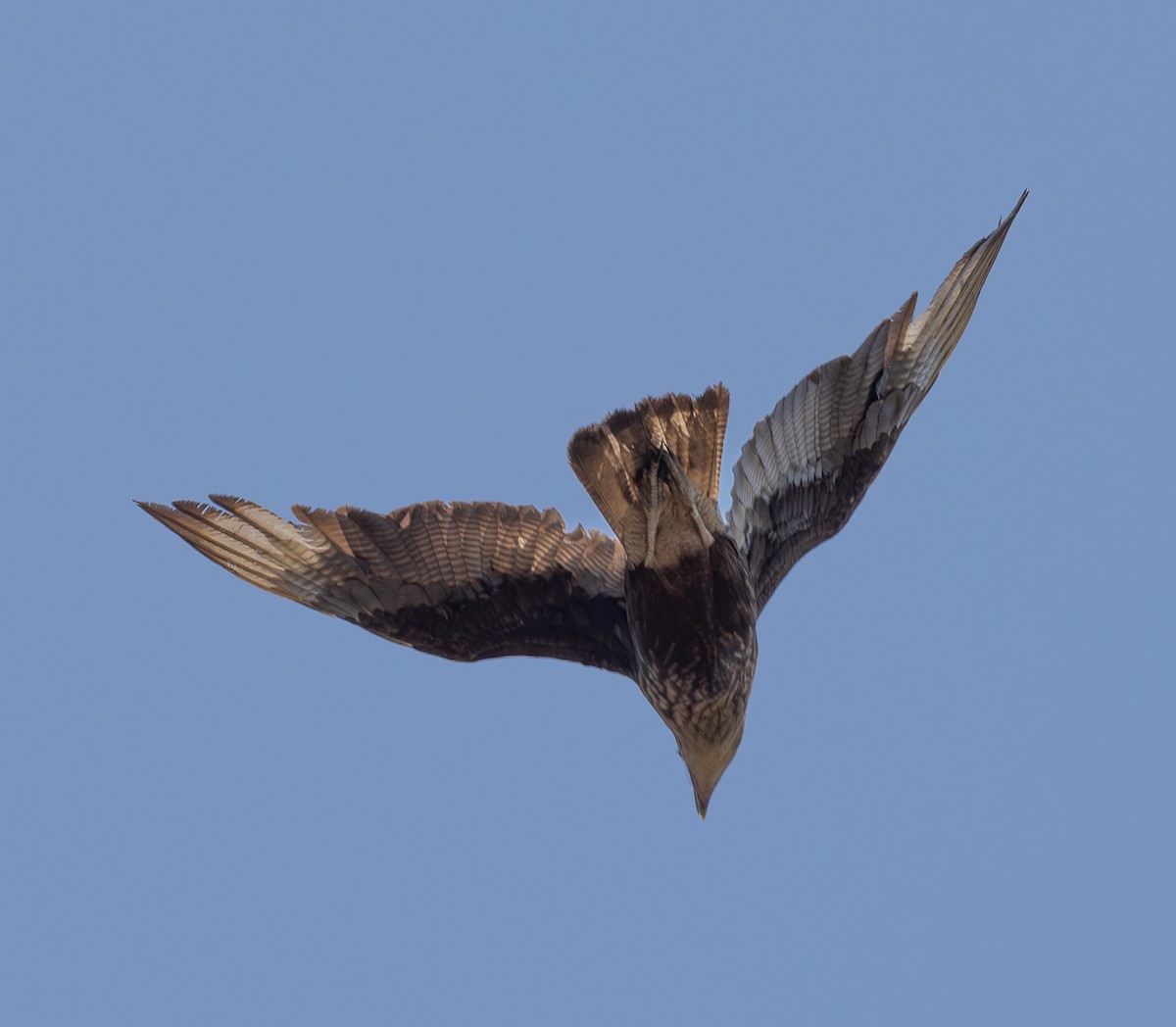 Caracara Carancho (sureño) - ML623355583