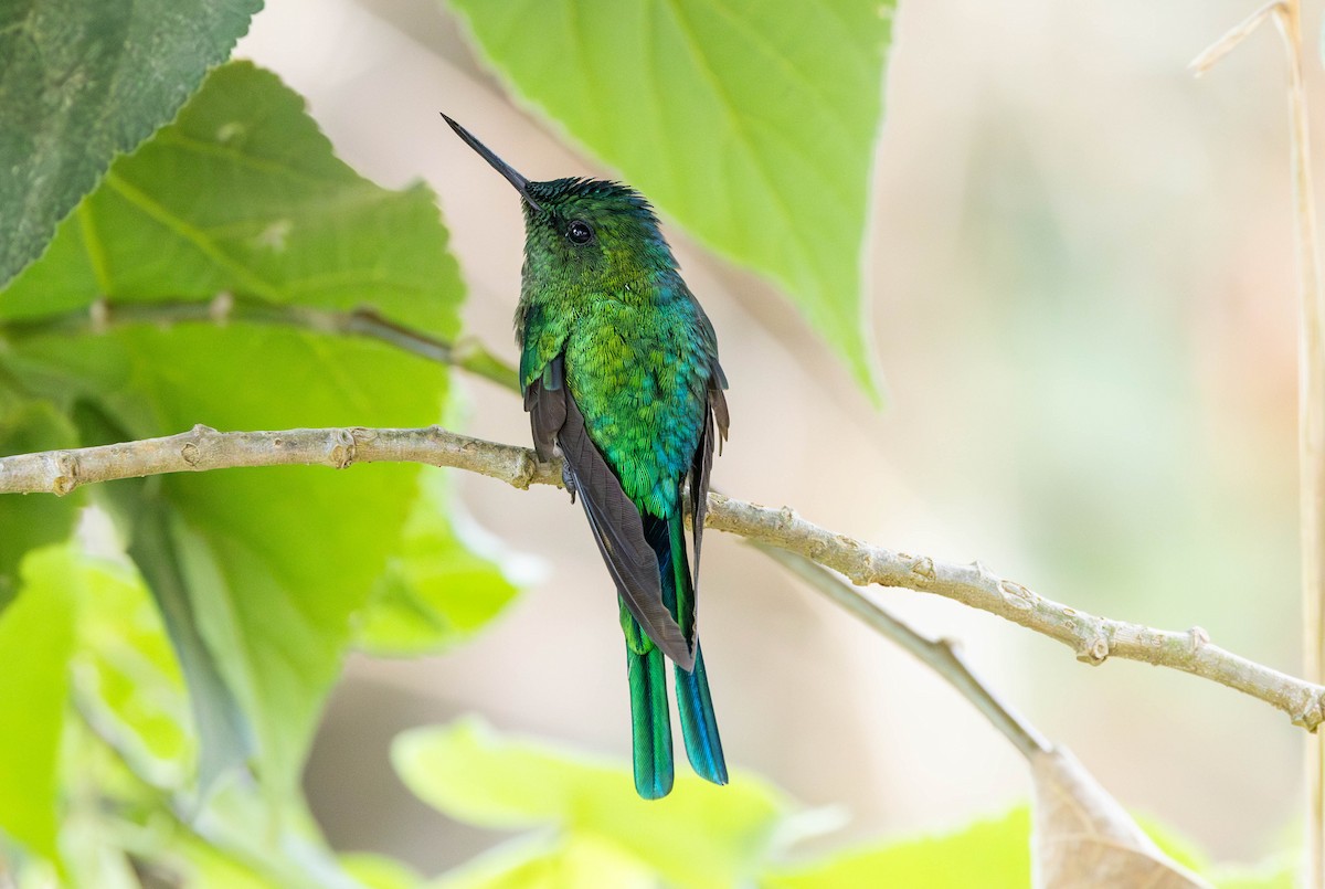 Long-tailed Sylph - ML623355590