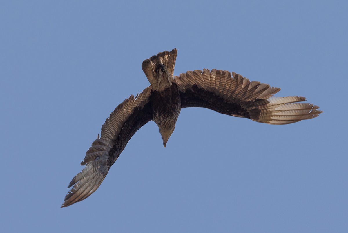 Caracara Carancho (sureño) - ML623355610