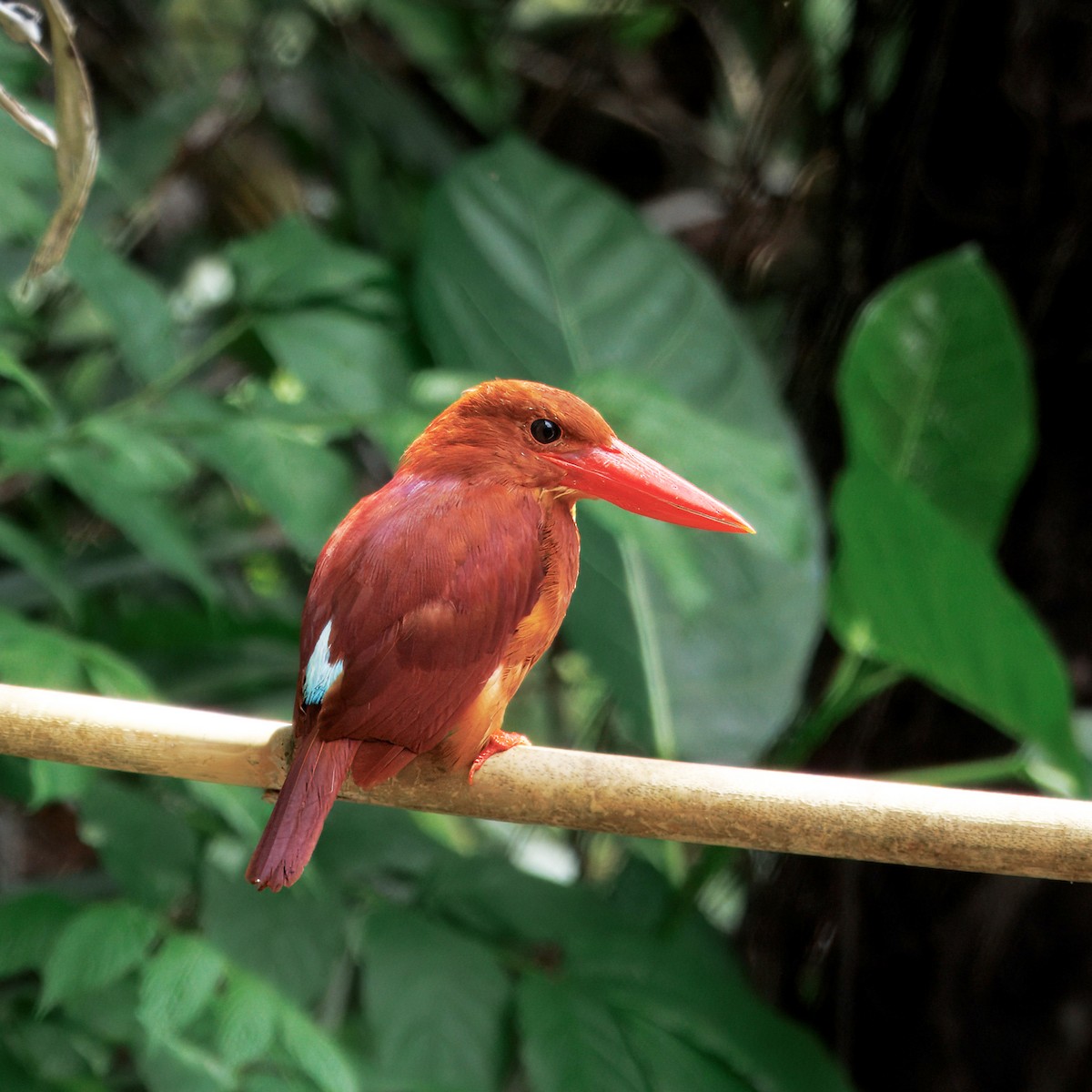 Ruddy Kingfisher - Ching Chai Liew