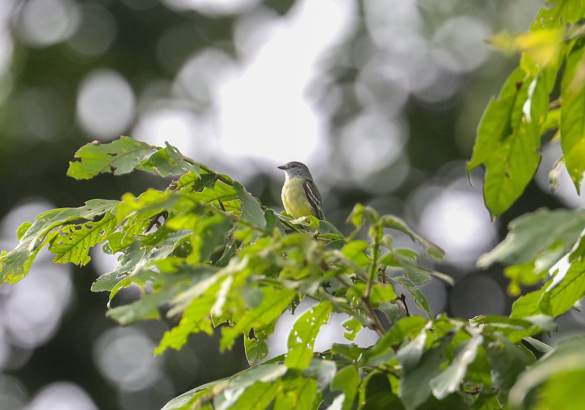 Yellow-crowned Tyrannulet - ML623355714