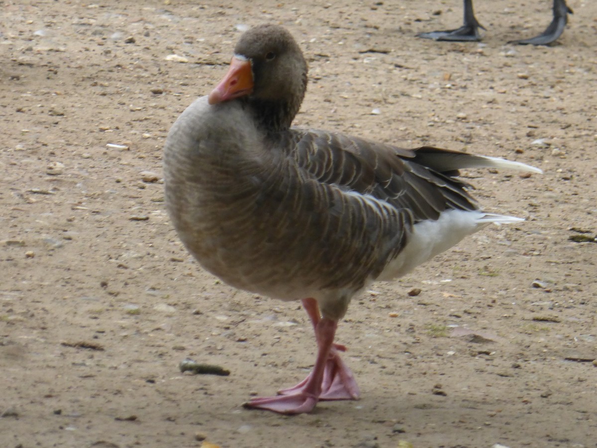 Graylag Goose - ML623355716