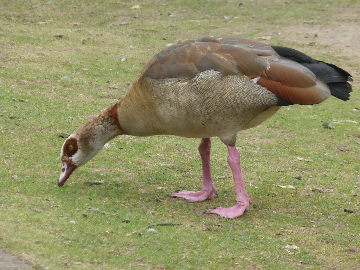 Egyptian Goose - ML623355721