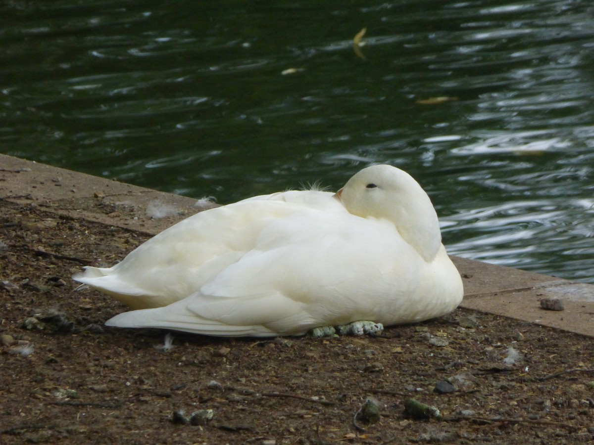 Mallard (Domestic type) - ML623355731